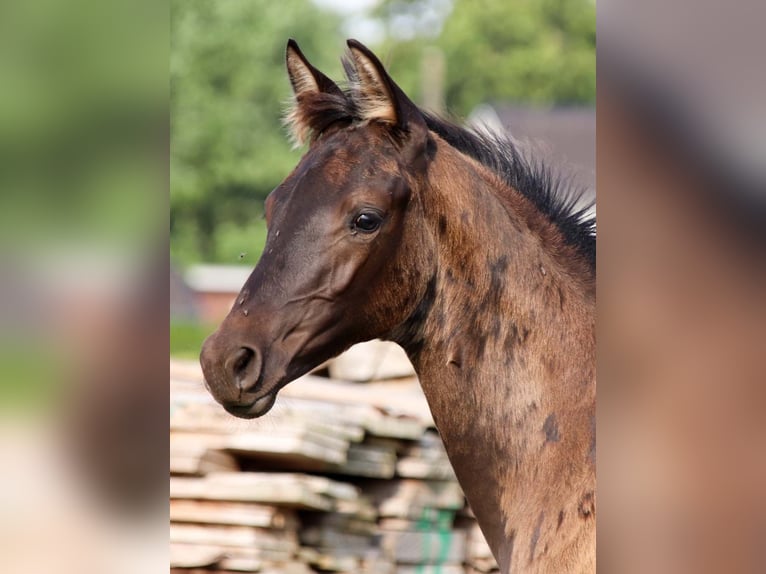 KWPN Stallion Foal (04/2025) in DESTELBERGEN