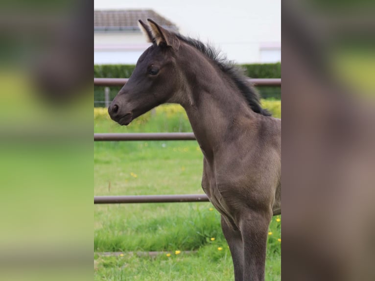 KWPN Stallion  in DESTELBERGEN