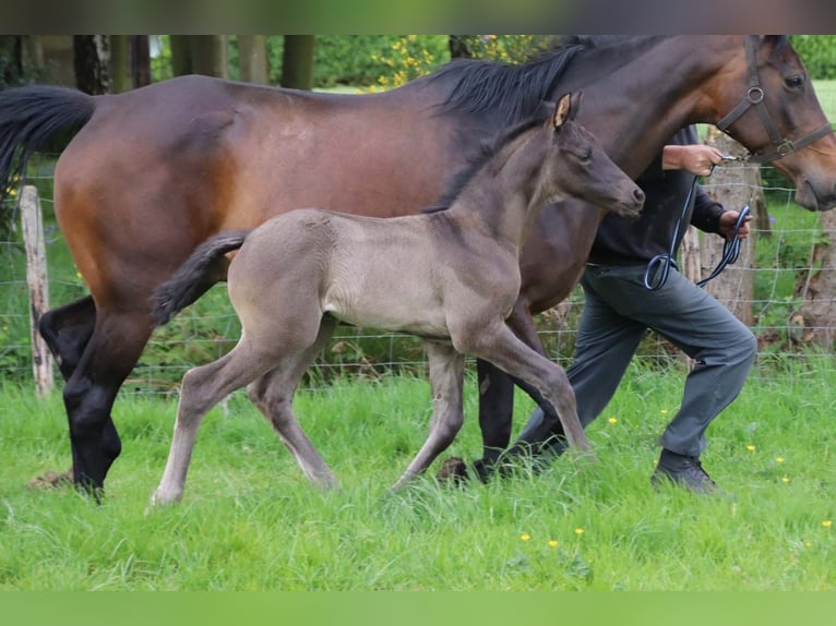KWPN Stallion  in DESTELBERGEN