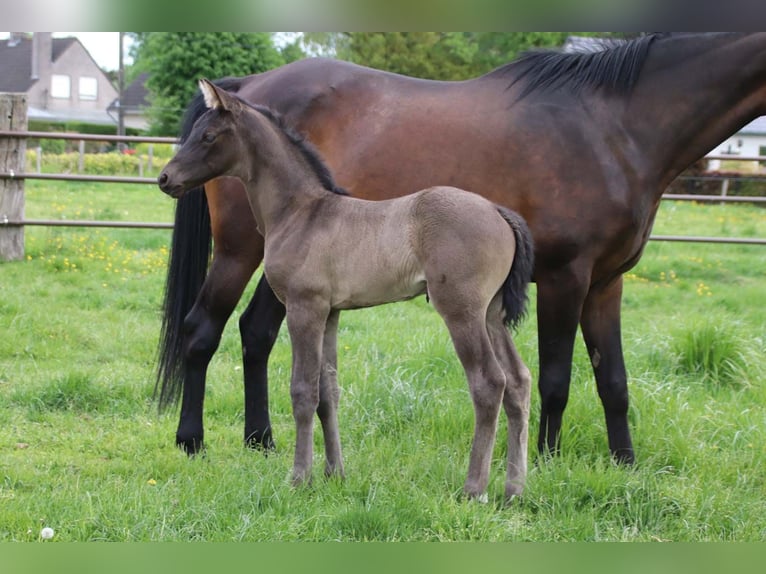 KWPN Stallion  in DESTELBERGEN