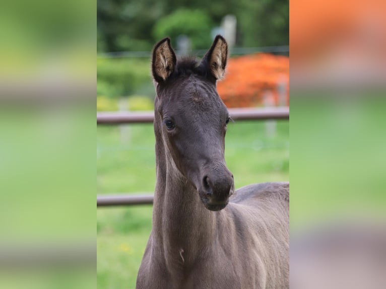 KWPN Stallion  in DESTELBERGEN