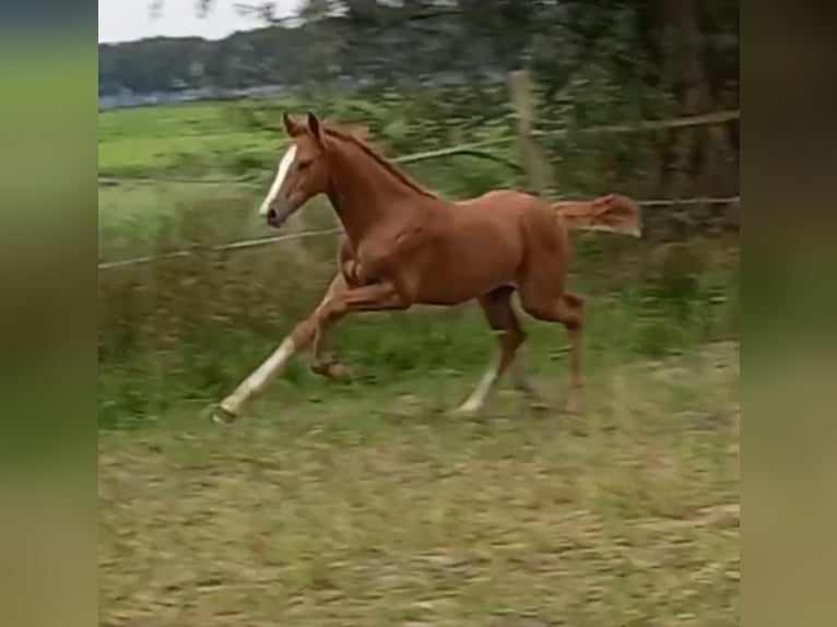 KWPN Stallion  in Leerdam