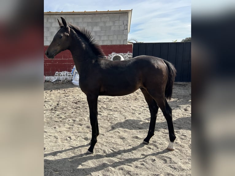 KWPN Stallion Foal (06/2024) in Madrid