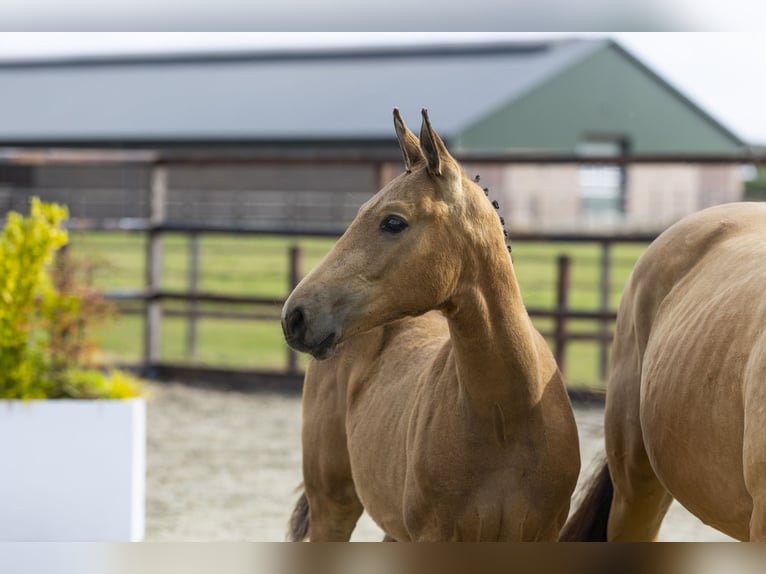 KWPN Stallion Foal (04/2025) Dun in Waddinxveen