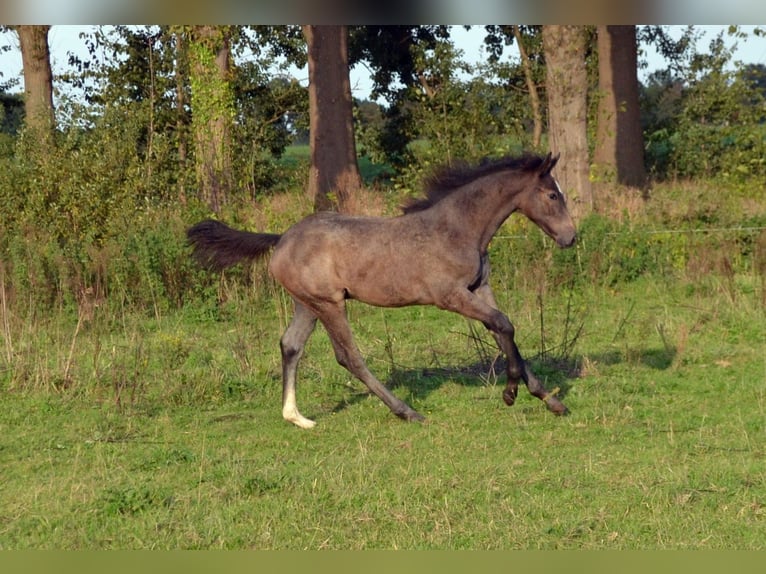 KWPN Stallion Foal (05/2026) Grey in Halle