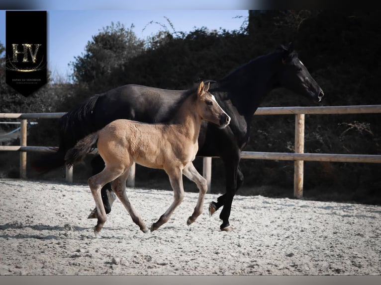 KWPN Stallion Foal (01/2026) Grullo in Grury