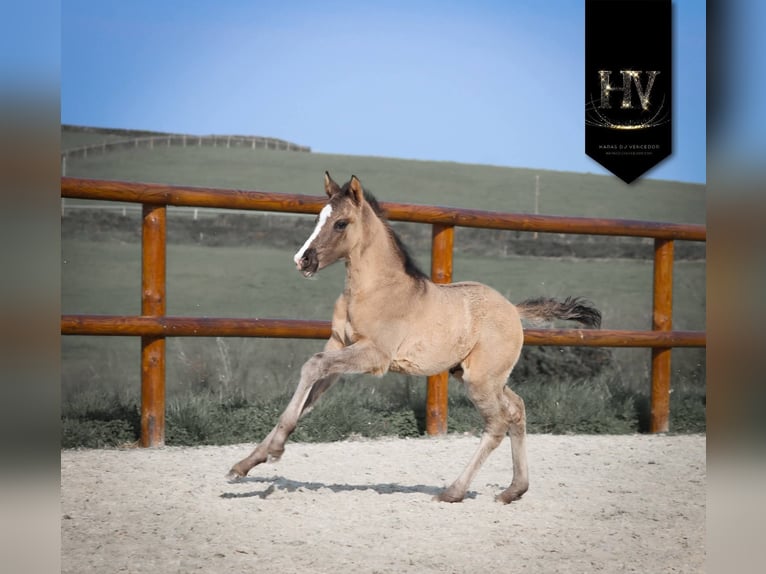 KWPN Stallion Foal (01/2026) Grullo in Grury