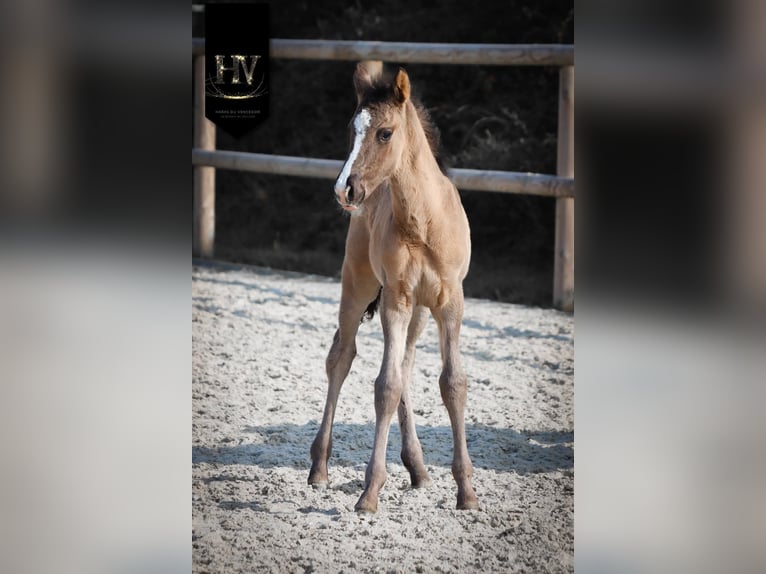 KWPN Stallion Foal (01/2026) Grullo in Grury