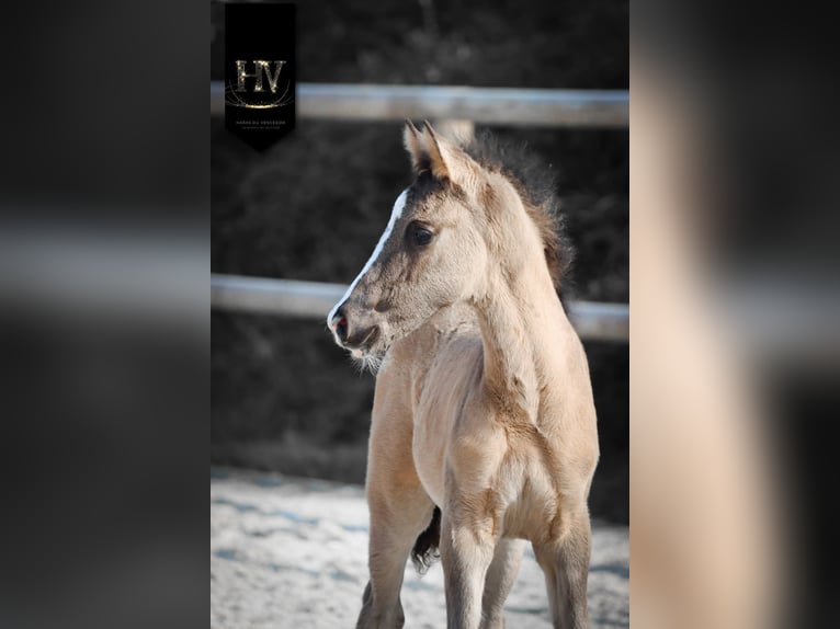 KWPN Stallion Foal (01/2026) Grullo in Grury