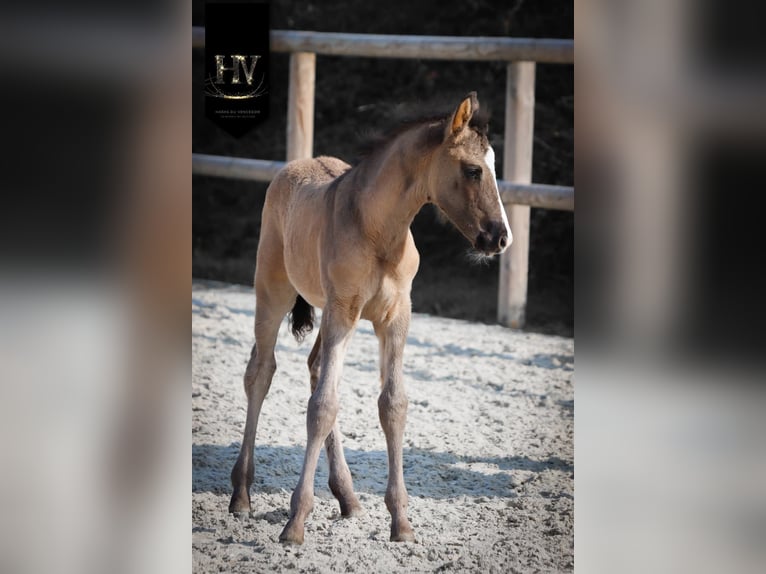 KWPN Stallion Foal (01/2026) Grullo in Grury