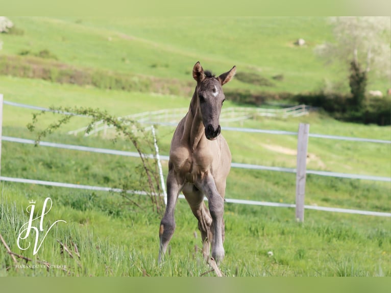 KWPN Stallion Foal (01/2024) Grullo in Marly-sous-Issy