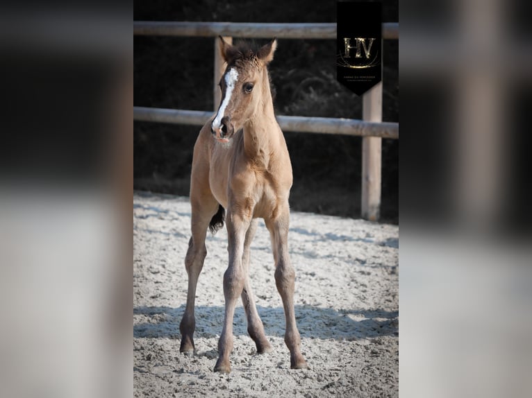 KWPN Stallion Foal (01/2026) Grullo in Grury