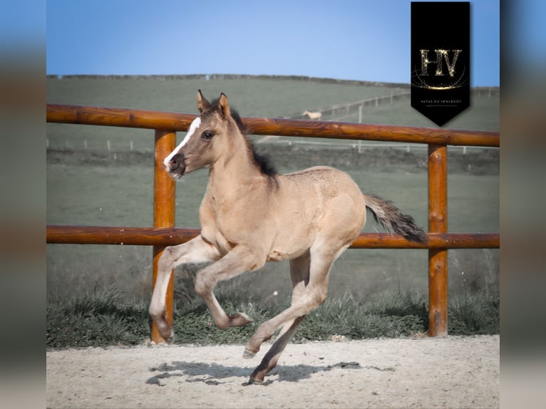 KWPN Stallion Foal (01/2026) Grullo in Grury