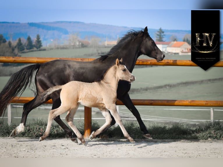 KWPN Stallion Foal (01/2026) Grullo in Grury