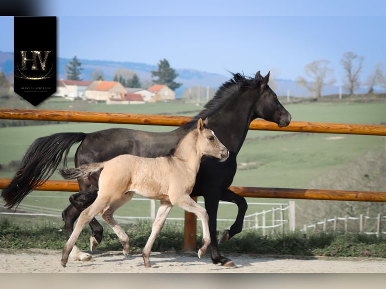 KWPN Stallion Foal (01/2026) Grullo in Grury