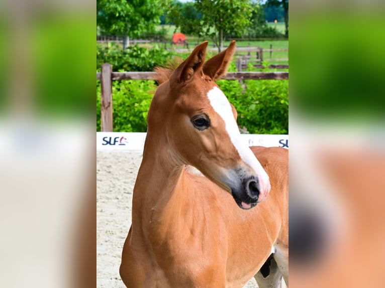KWPN Stallion  in Bladel