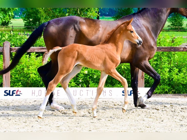 KWPN Stallion  in Bladel