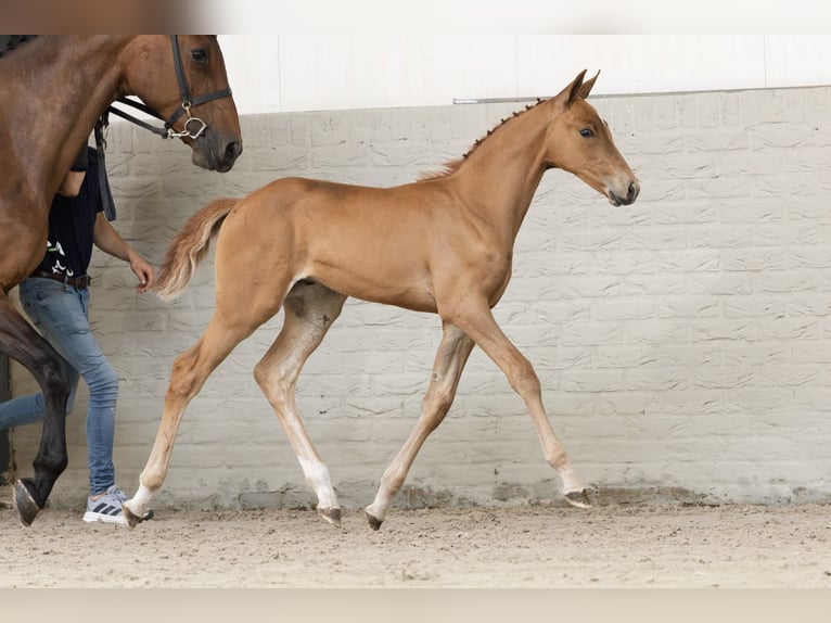 KWPN Stallion  in Heerde