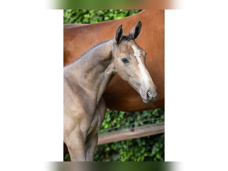KWPN Stallion Foal (05/2025) in Heerde