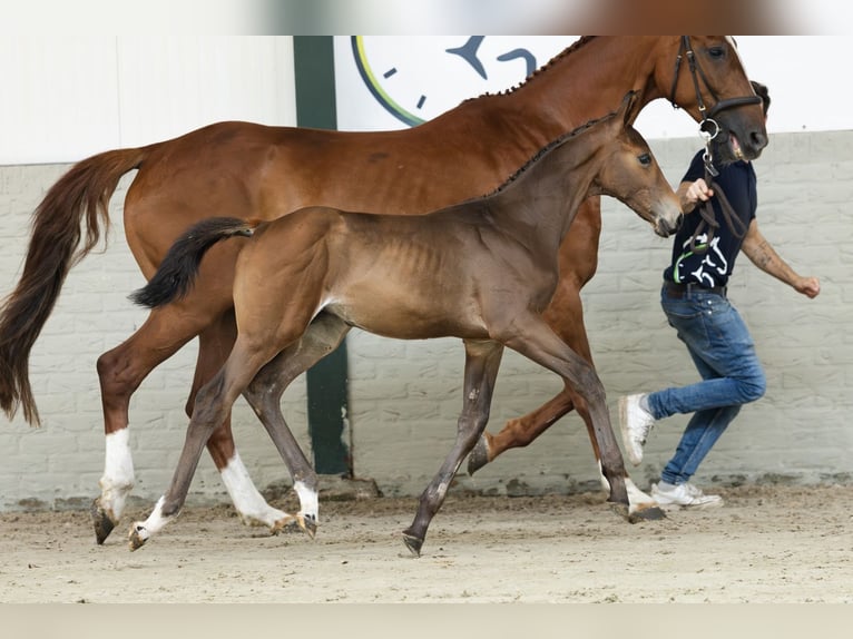 KWPN Stallion  in Heerde