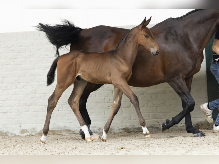 KWPN Stallion Foal (07/2025) in Heerde