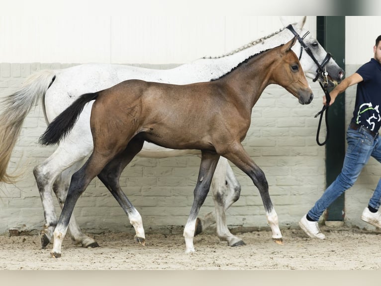 KWPN Stallion Foal (04/2025) in Heerde