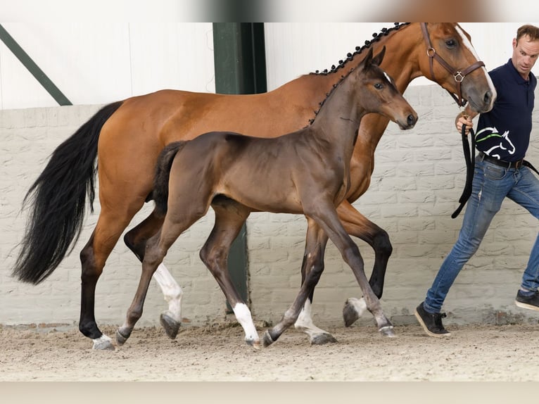 KWPN Stallion  in Heerde