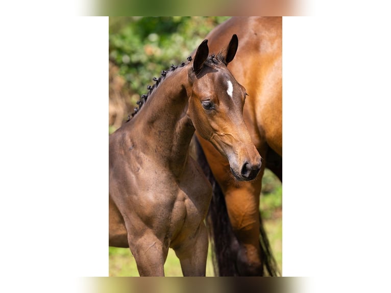 KWPN Stallion Foal (04/2025) in Heerde
