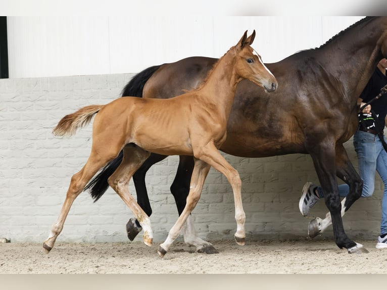 KWPN Stallion Foal (05/2025) in Heerde
