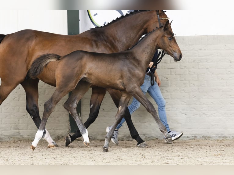 KWPN Stallion Foal (04/2025) in Heerde