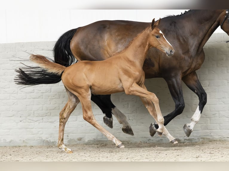 KWPN Stallion Foal (05/2025) in Heerde
