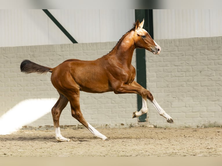 KWPN Stallion Foal (06/2025) in Heerde