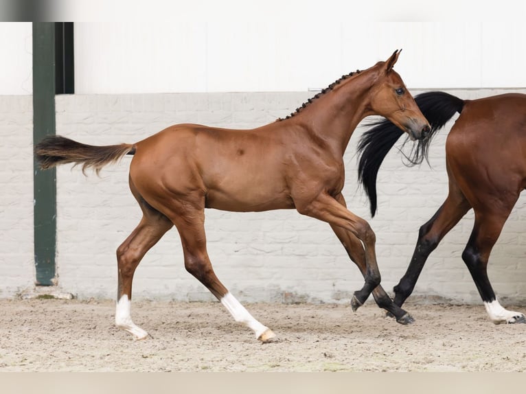 KWPN Stallion  in Heerde