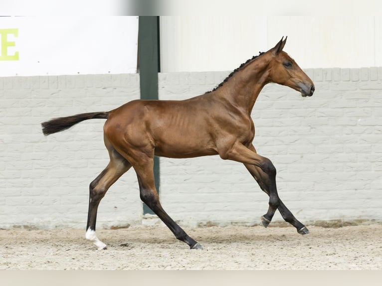 KWPN Stallion Foal (05/2025) in Heerde