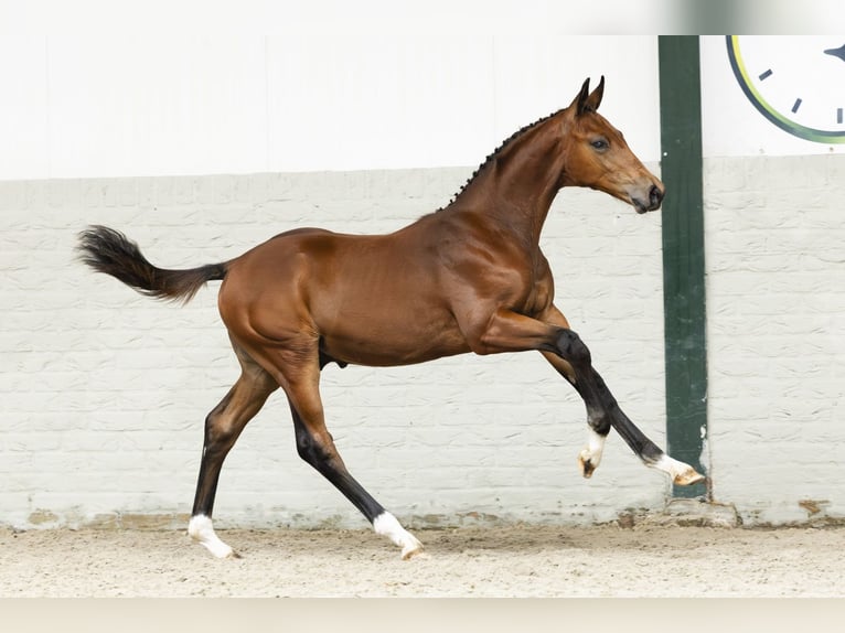 KWPN Stallion Foal (05/2025) in Heerde