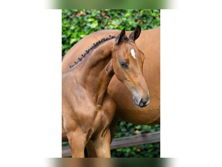 KWPN Stallion Foal (05/2025) in Heerde