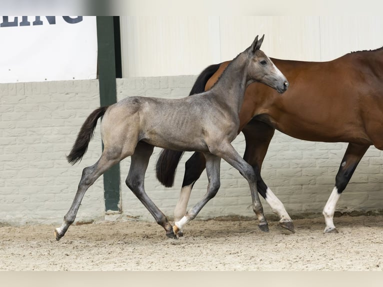 KWPN Stallion Foal (05/2025) in Heerde