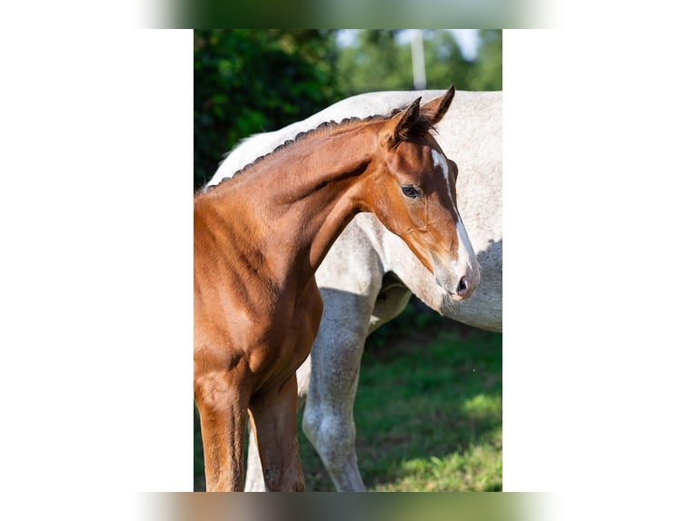 KWPN Stallion Foal (06/2025) in Heerde