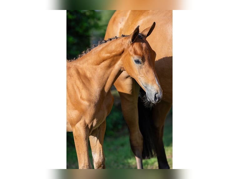 KWPN Stallion Foal (06/2025) in Heerde