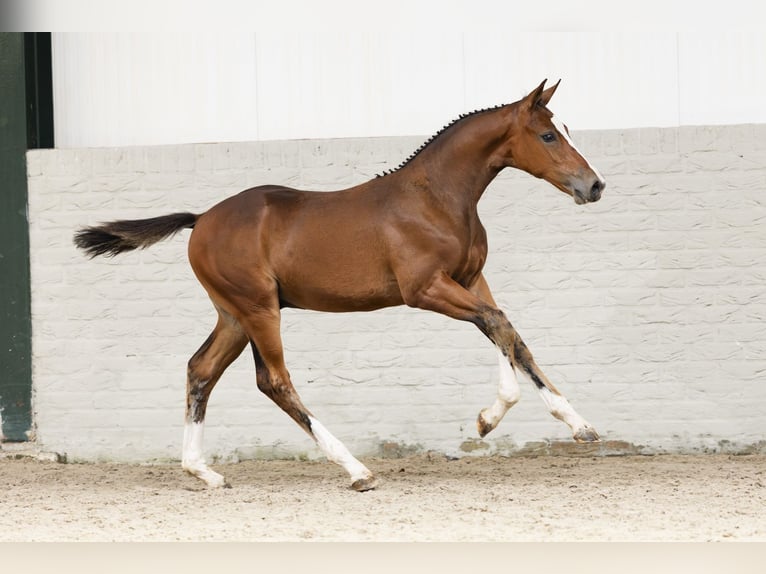 KWPN Stallion Foal (05/2025) in Heerde