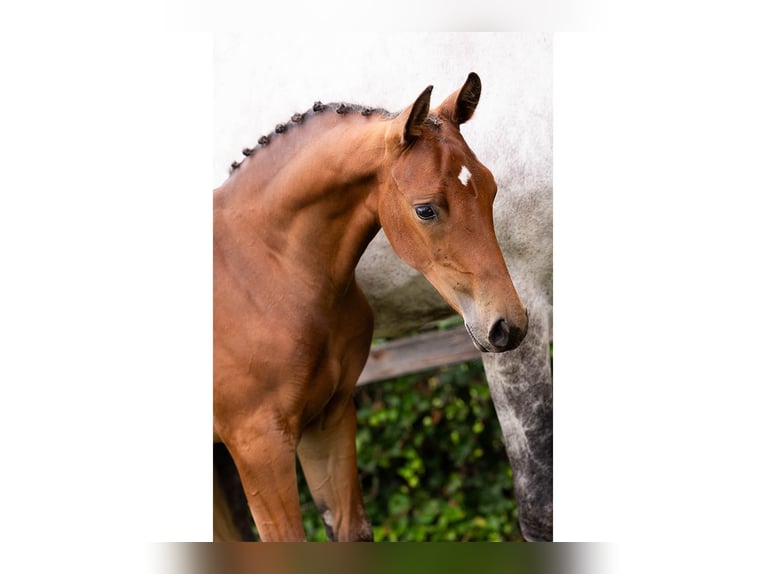 KWPN Stallion Foal (05/2025) in Heerde