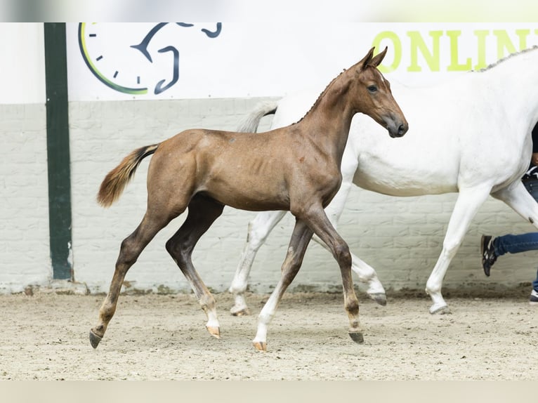KWPN Stallion Foal (05/2025) in Heerde