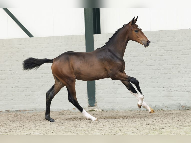 KWPN Stallion  in Heerde
