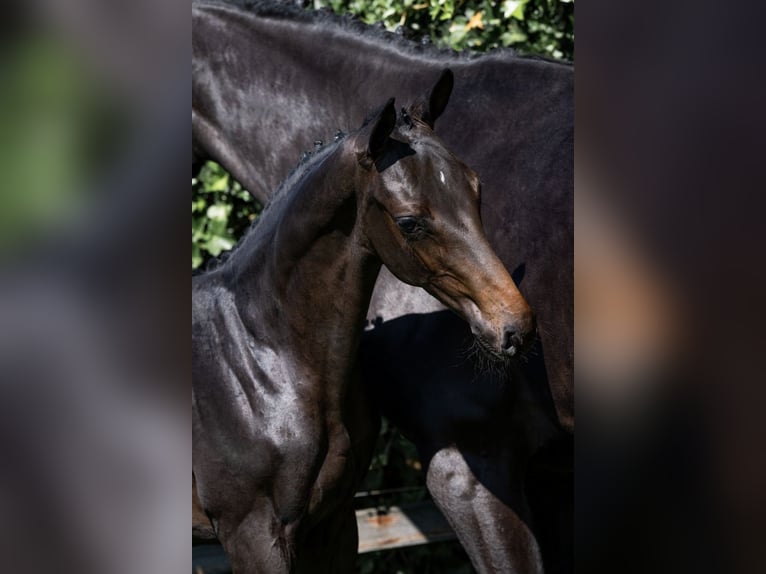 KWPN Stallion  in Heerde