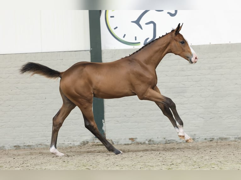 KWPN Stallion  in Heerde