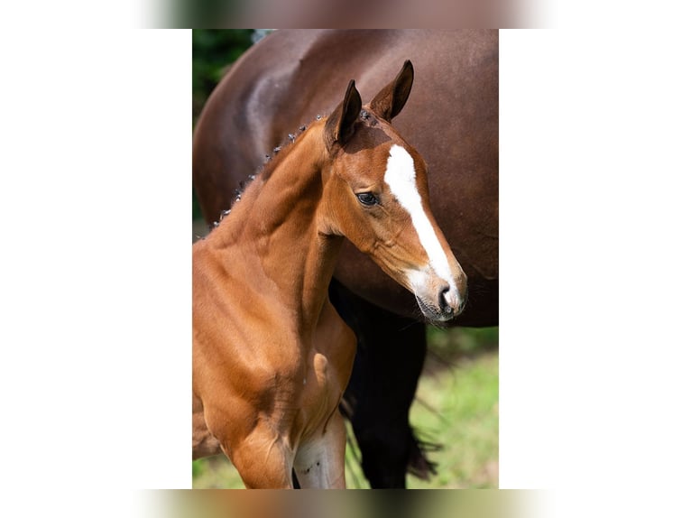 KWPN Stallion Foal (06/2025) in Heerde