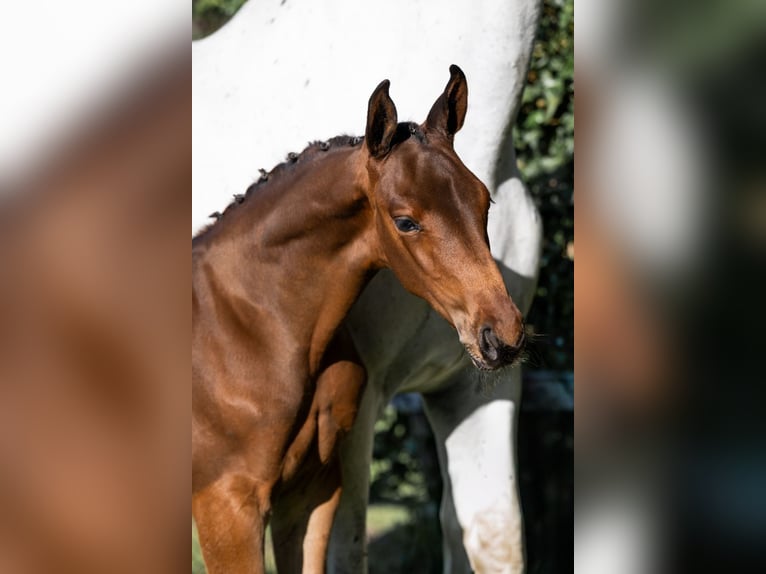 KWPN Stallion  in Heerde