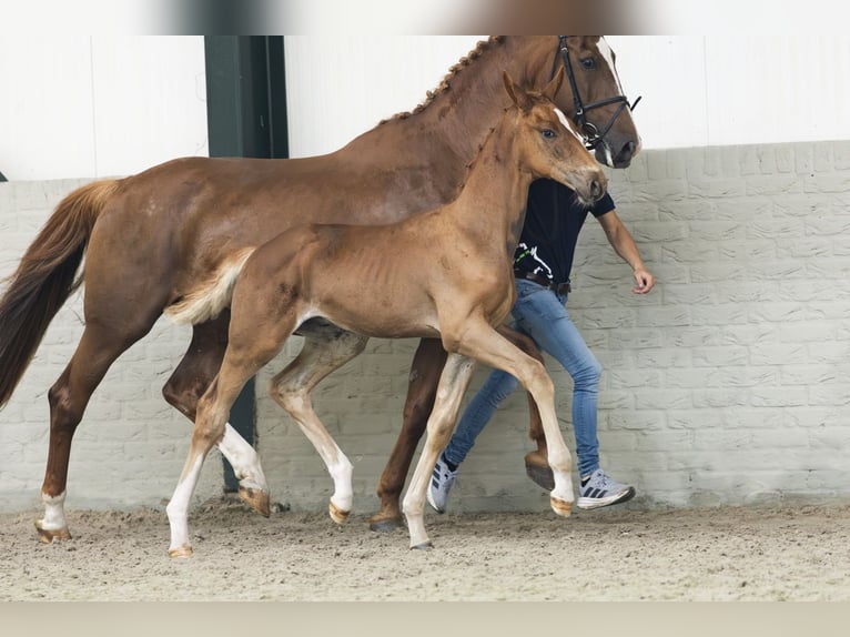 KWPN Stallion Foal (05/2025) in Heerde