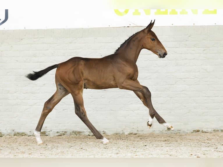 KWPN Stallion Foal (07/2025) in Heerde