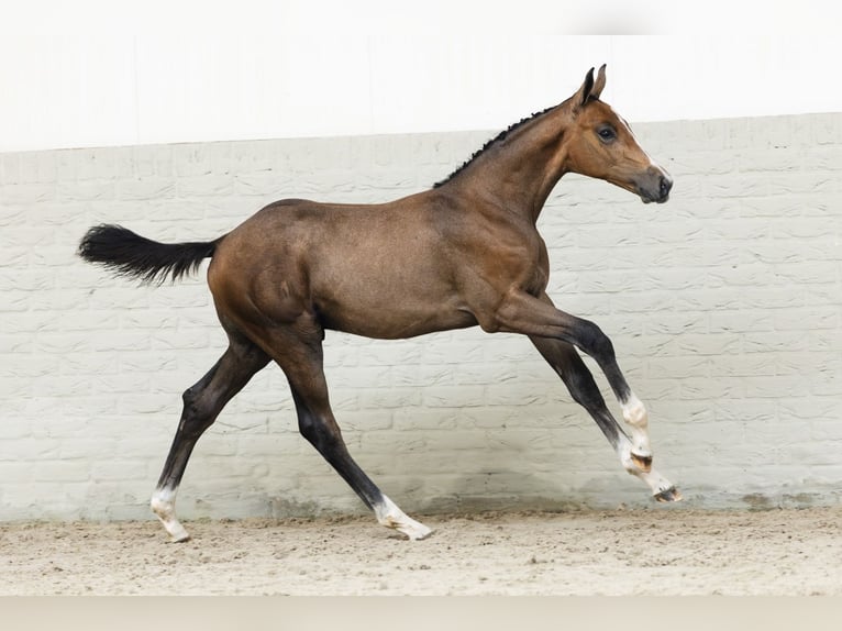 KWPN Stallion Foal (04/2025) in Heerde